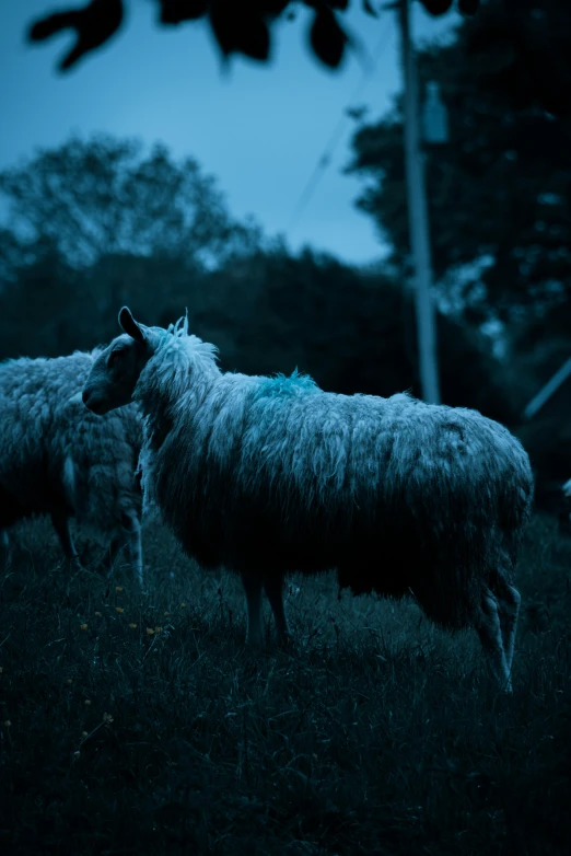 two sheep standing in a dark pasture in the evening