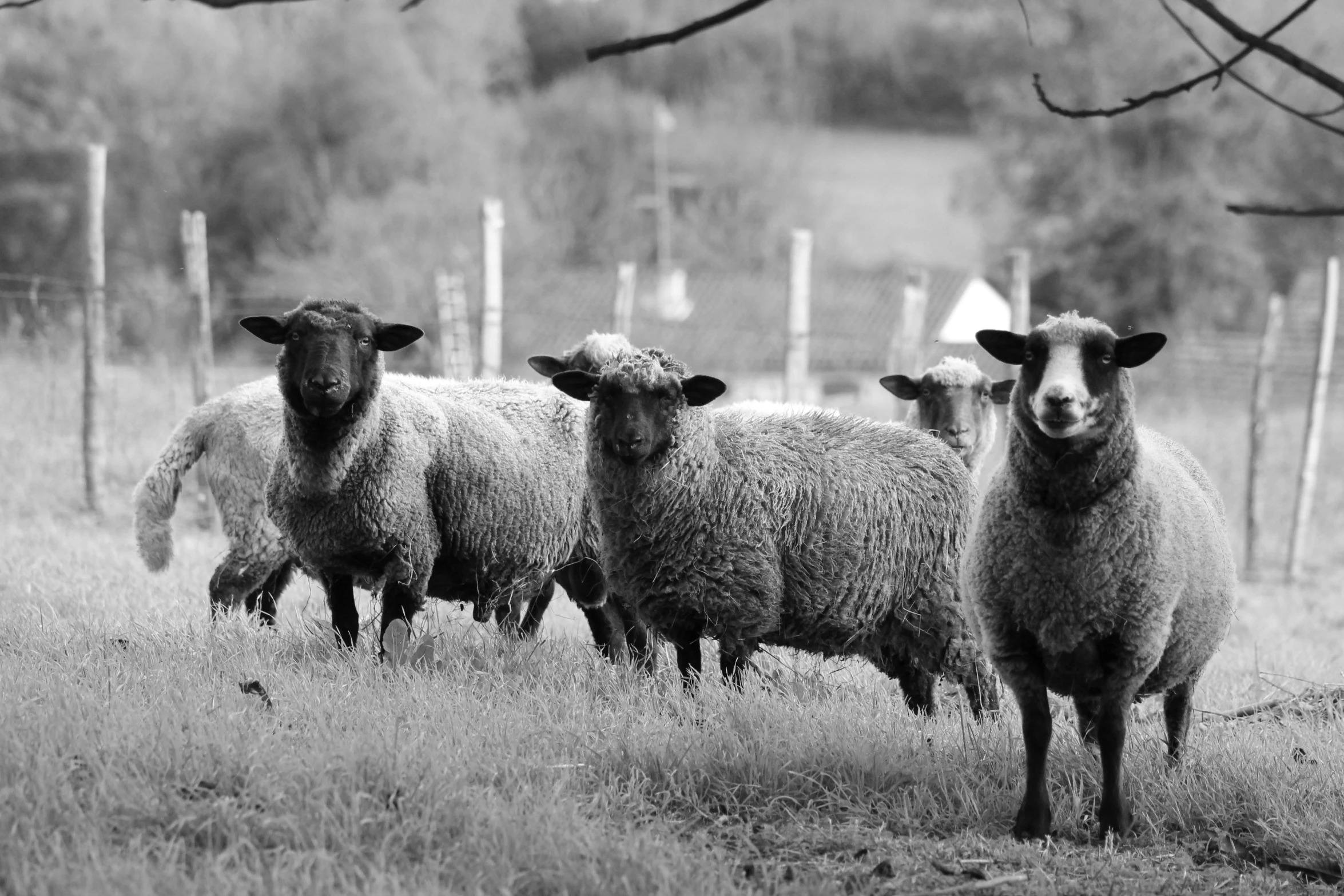 three sheep standing in the grass near one another