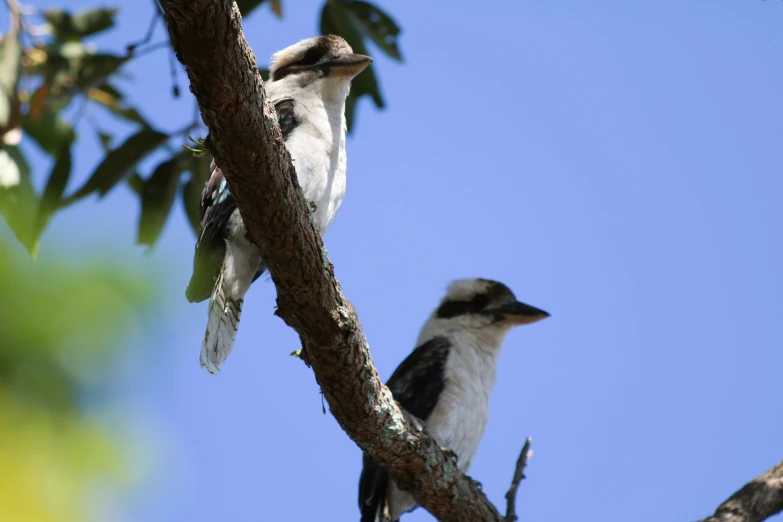 a couple of birds sitting in a tree