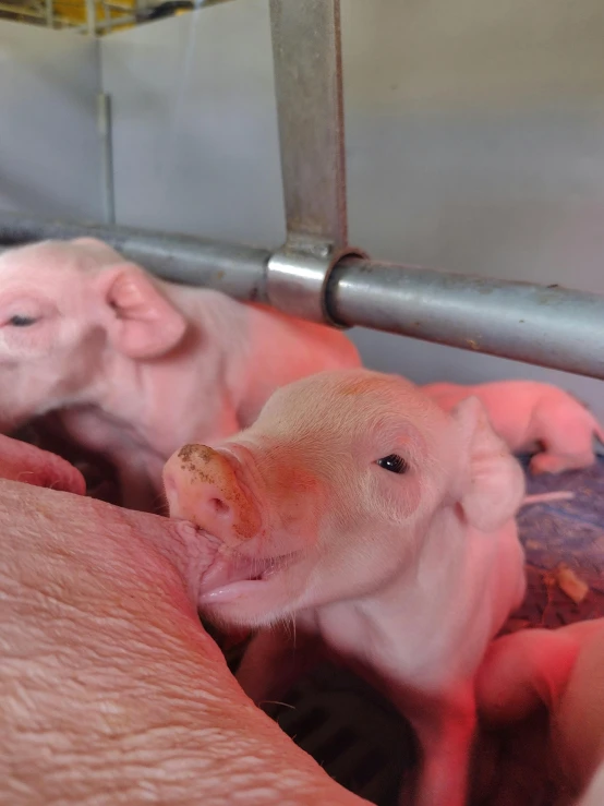 some very cute looking pigs in some kind of inclosure