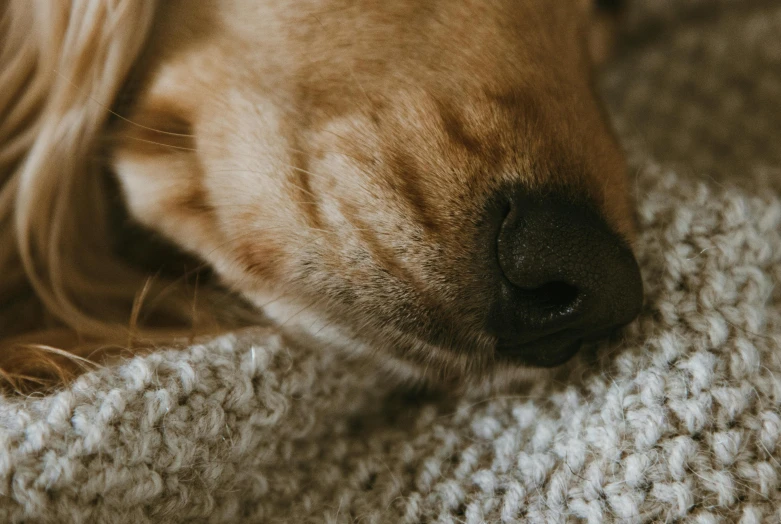 dog lying on a blanket looking down at soing