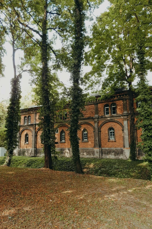 two tall trees with their trunks covered in leaves