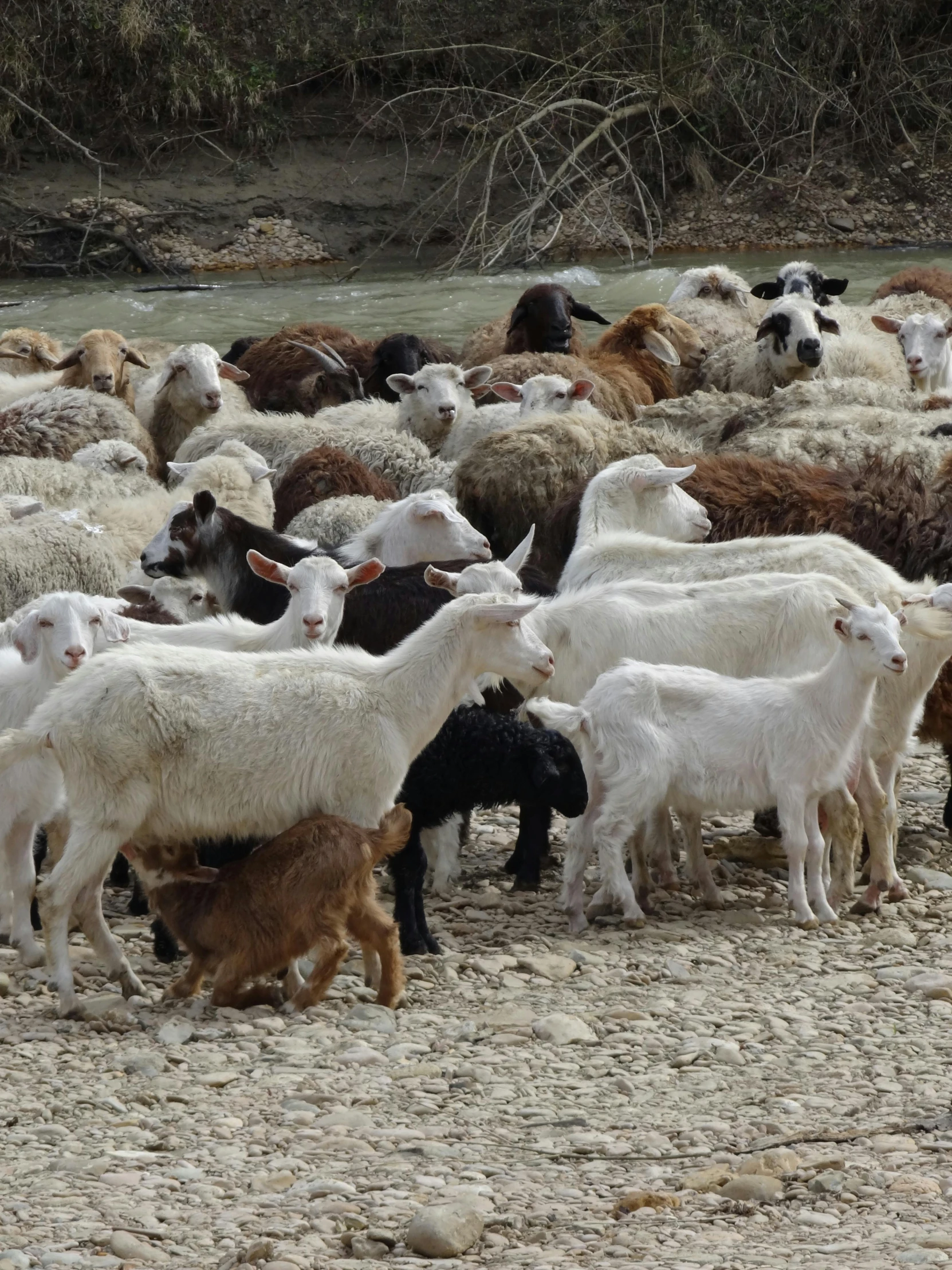 a herd of goats and sheep with trees in the background