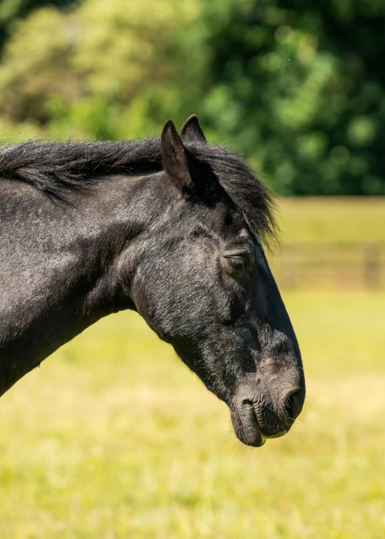 a close up of a horse's head with trees in the background