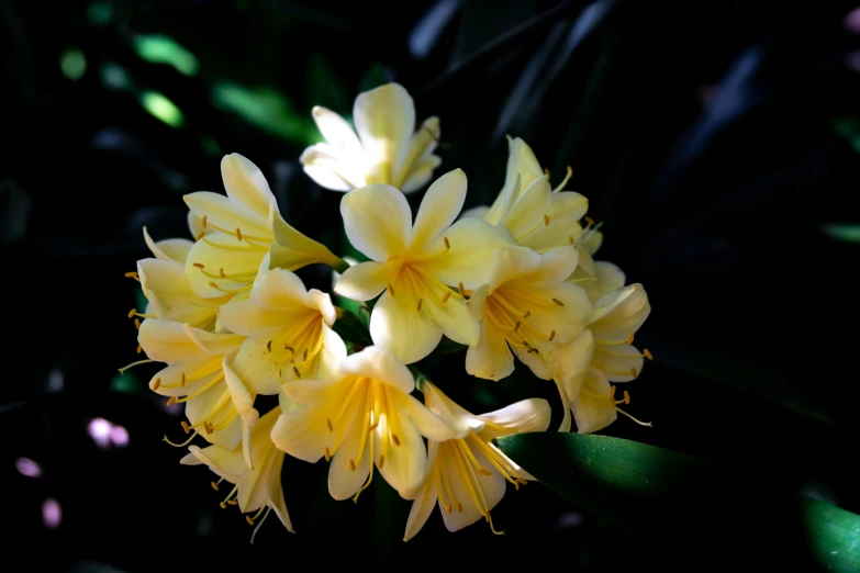 several bright yellow flowers are blooming among green leaves