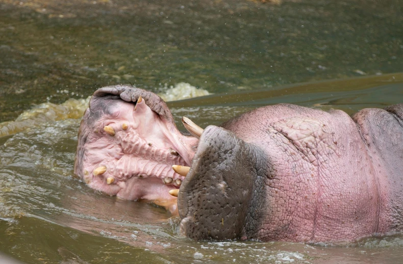 a hippo is in some water with his head turned to the left