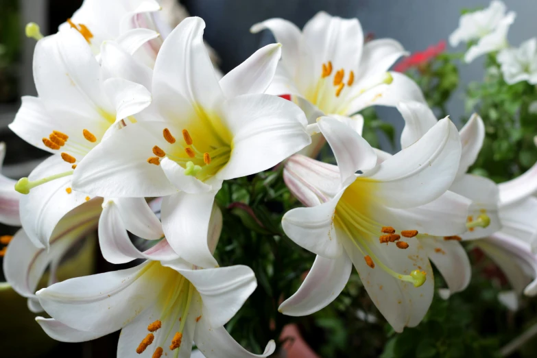 white flowers sitting in the middle of a pot