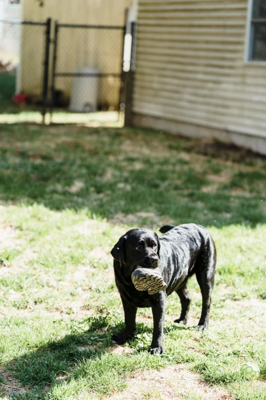 a black pug stands on a green lawn holding soing