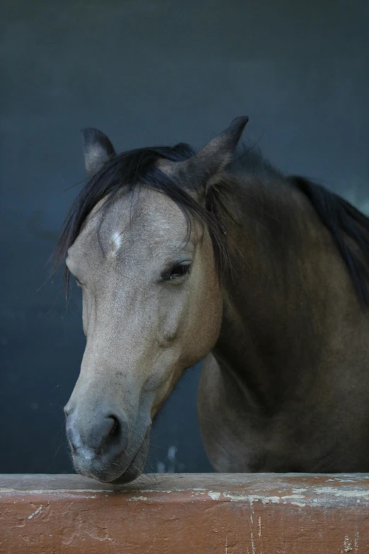 a close up image of a horse's face