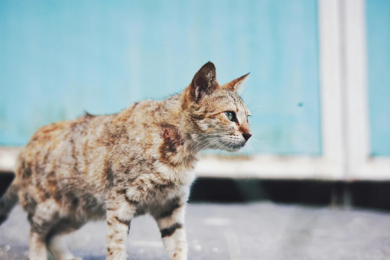 a cat standing outside and staring at soing