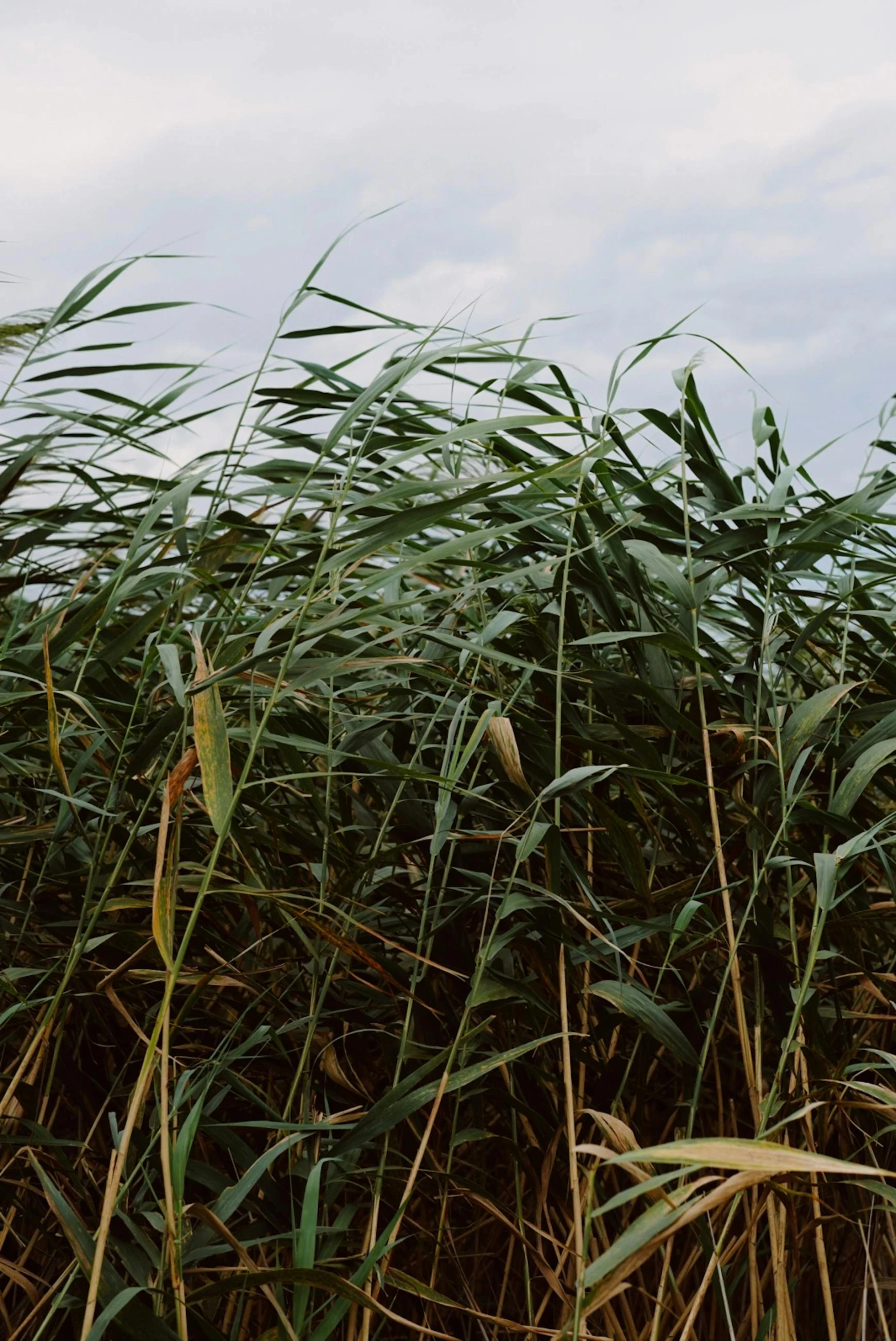 tall grass growing next to a body of water