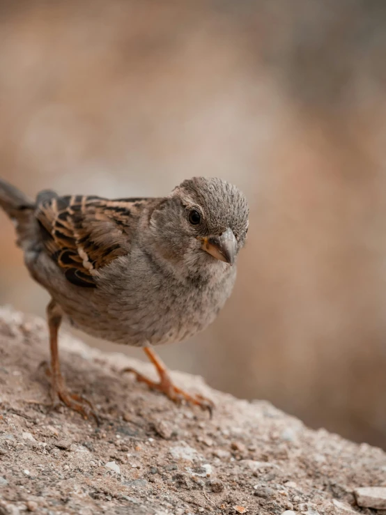 this bird is walking on the edge of the ledge