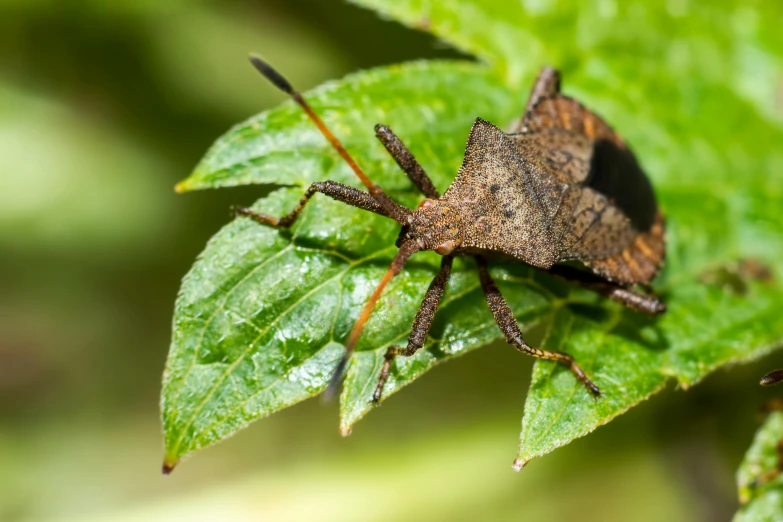 an insect is sitting on top of a leaf