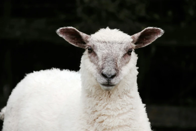 a fluffy white sheep standing in the grass