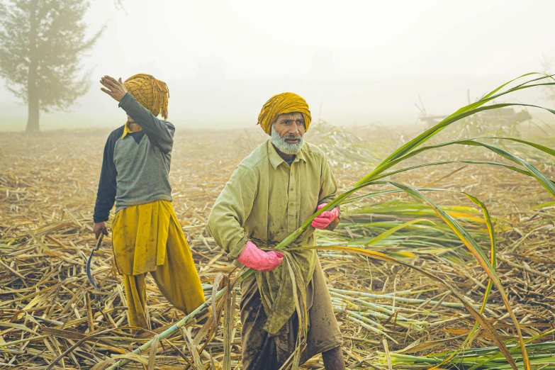 two people wearing yellow outfits and turbans in a field