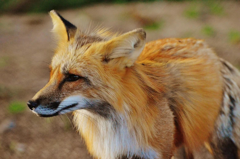 a small orange fox stands alone in an open field