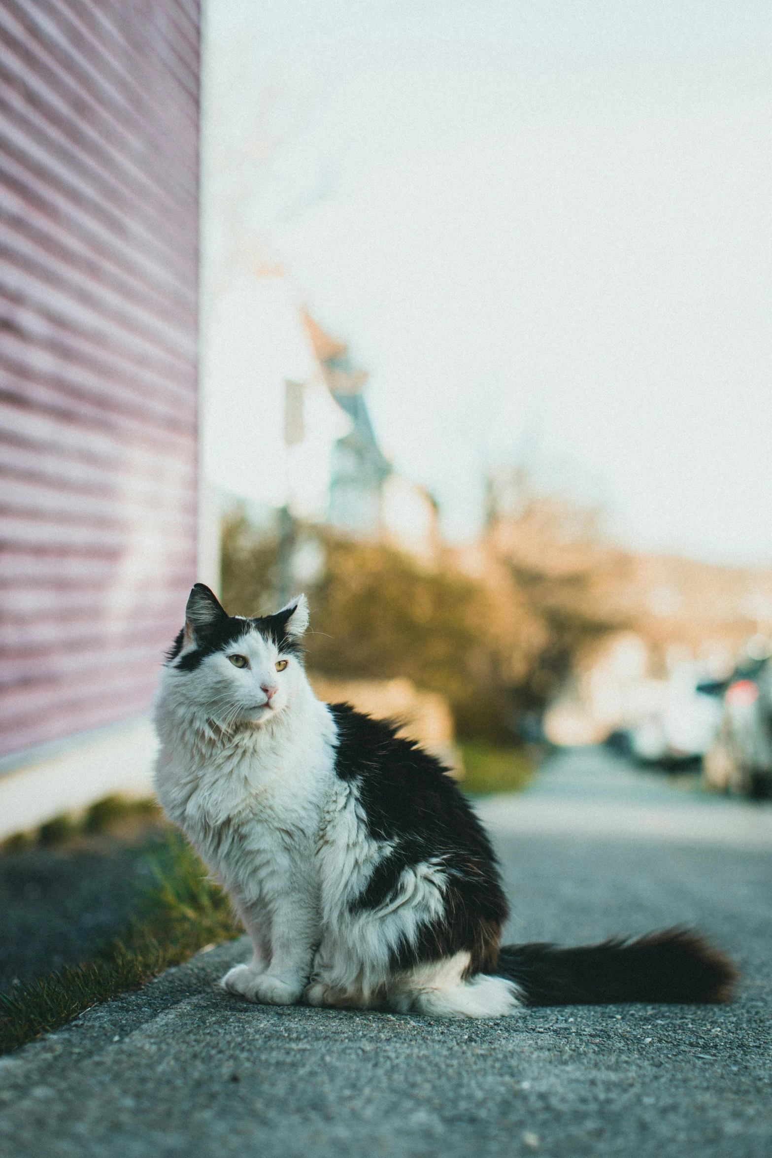 the cat is sitting on the sidewalk outside