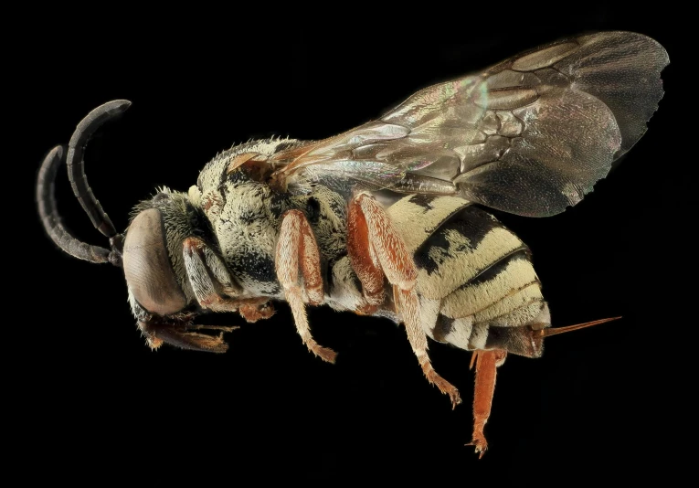 a large black and brown insect with white stripes