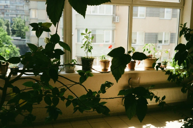 a window with lots of potted plants in the sunlight