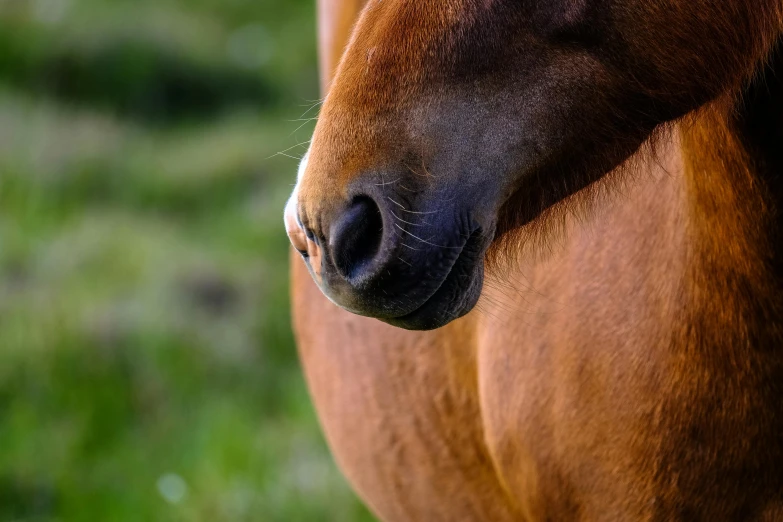 a horse standing in a field of green grass