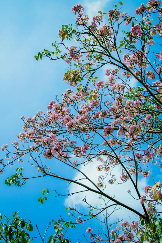 the tree nches are blooming with some purple flowers