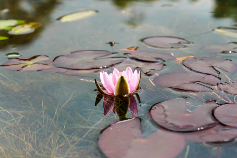 a pink water lily sitting in the middle of lily pads