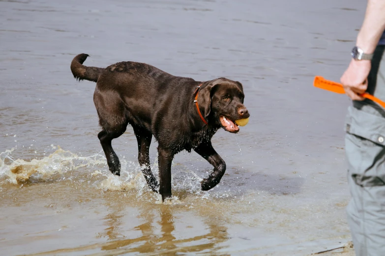 brown dog running through water while carrying frisbee