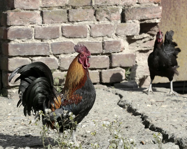 there are two chickens standing by a brick wall