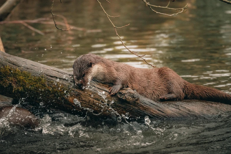 a beaver is resting on a log in the water