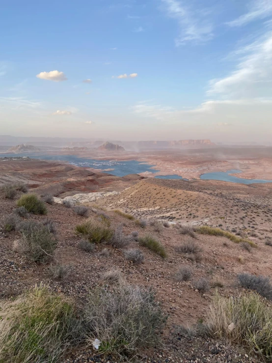 sheep looking out over the terrain in the desert