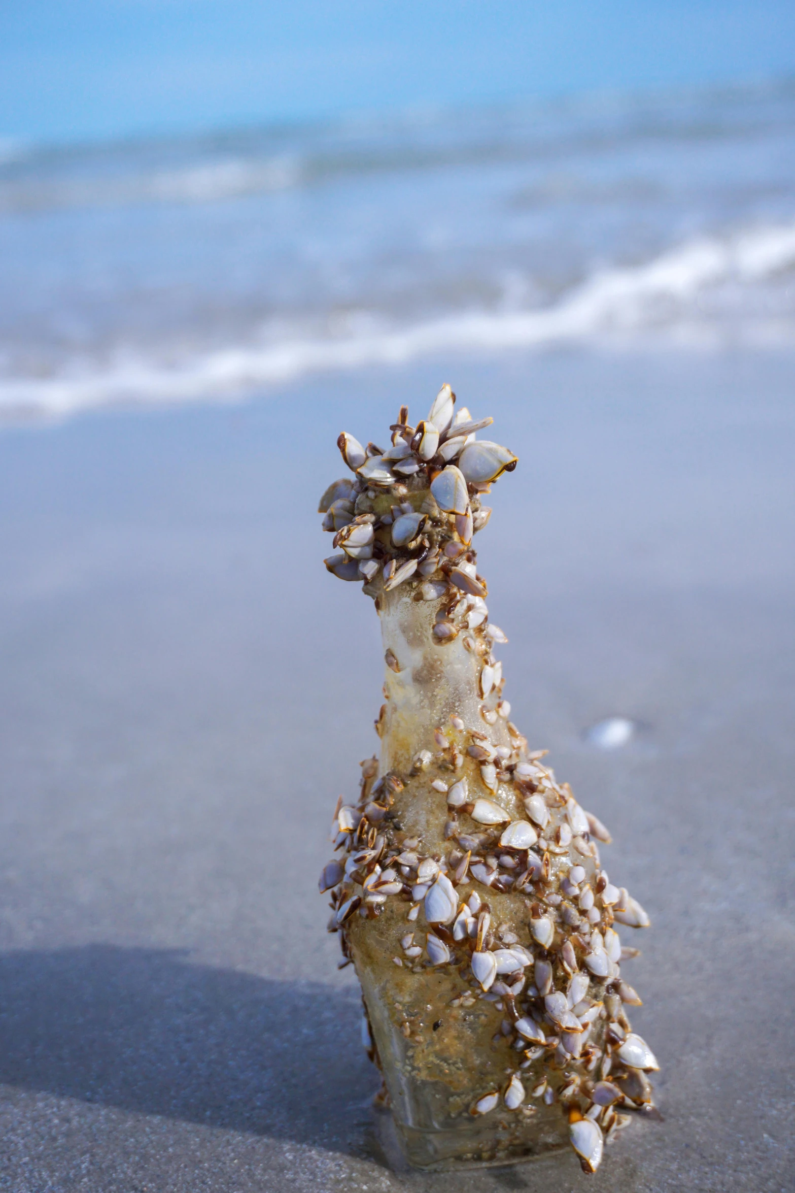 an animal's head is covered in shells