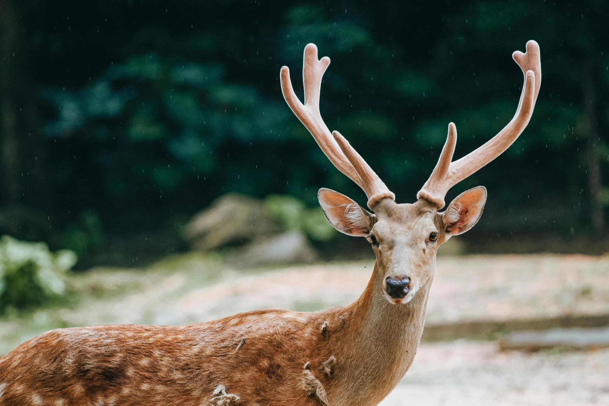 an animal with large, horns stands in the forest