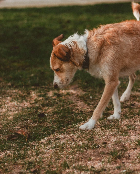 a dog standing in a field with lots of grass