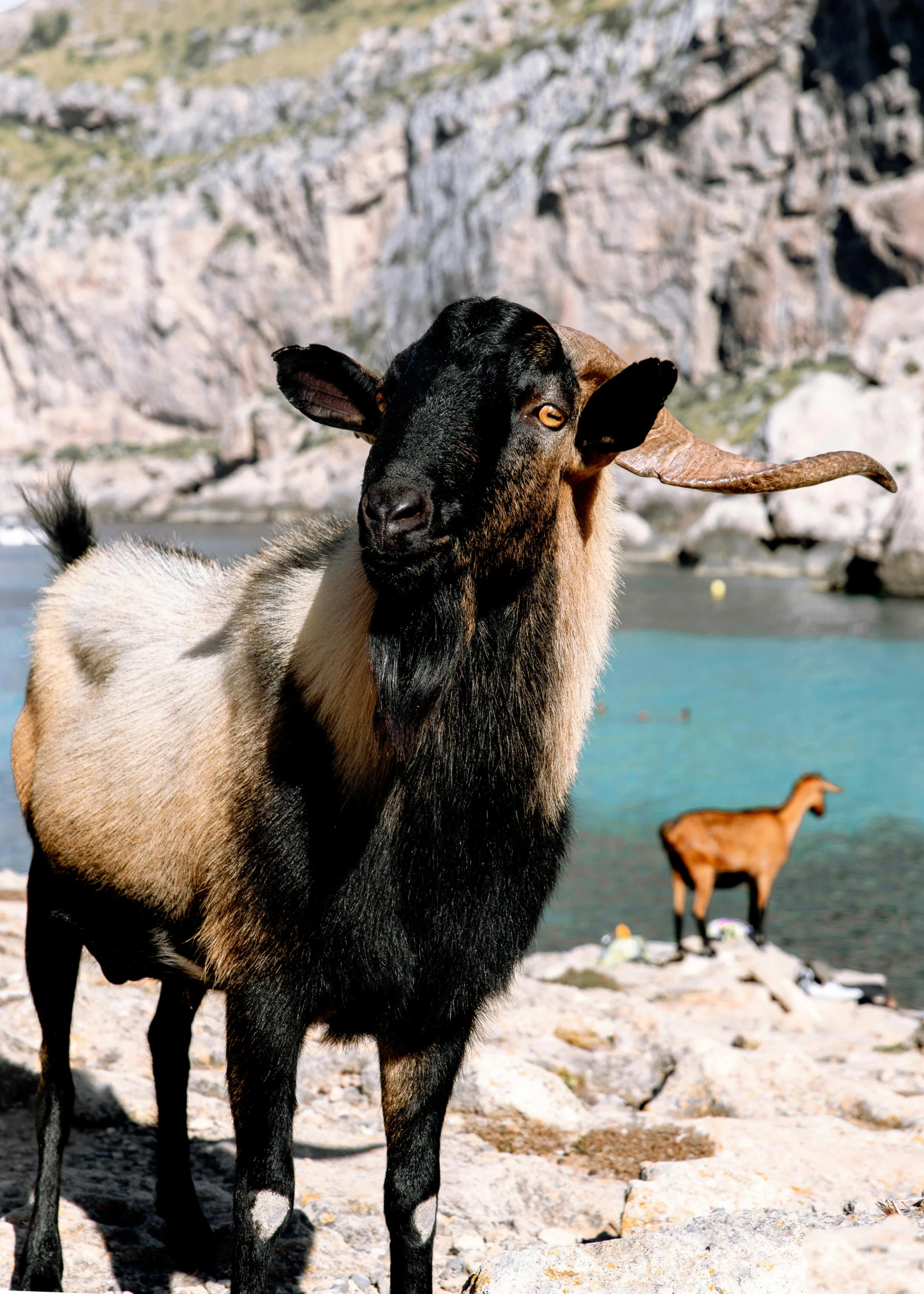 there is a goat standing near the water