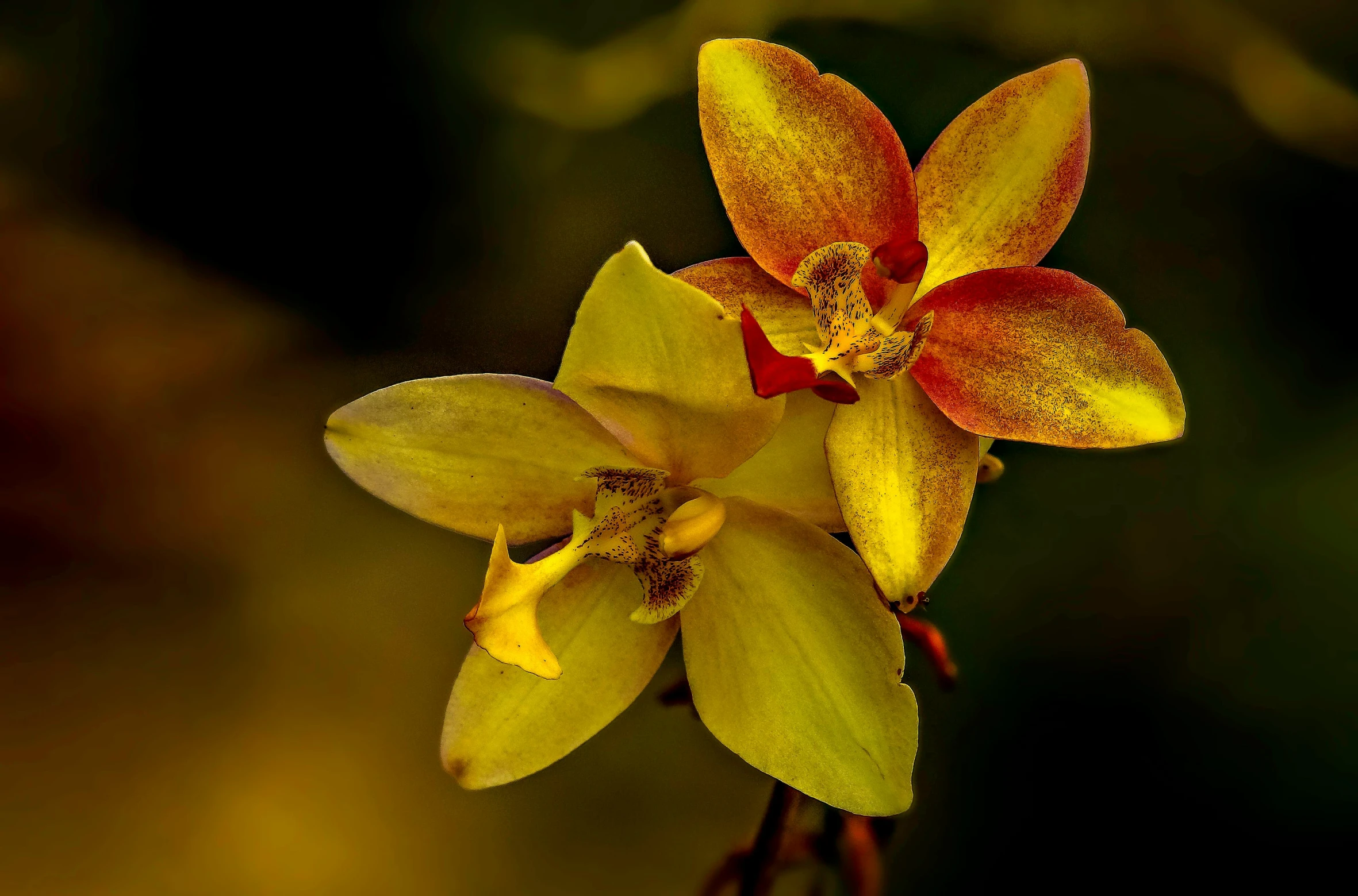 an orchid that has red tips and yellow petals