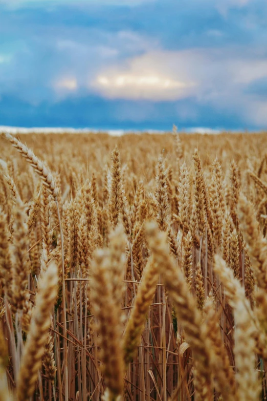 large field of grain ready for harvest