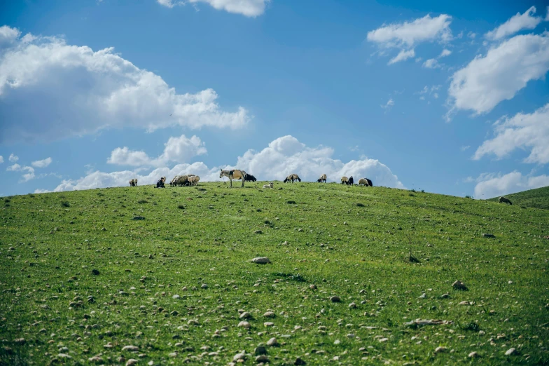 a group of animals that are on a green hill