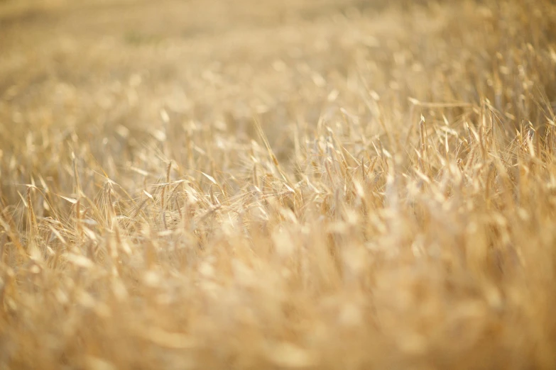 the wheat field is almost ready for harvest