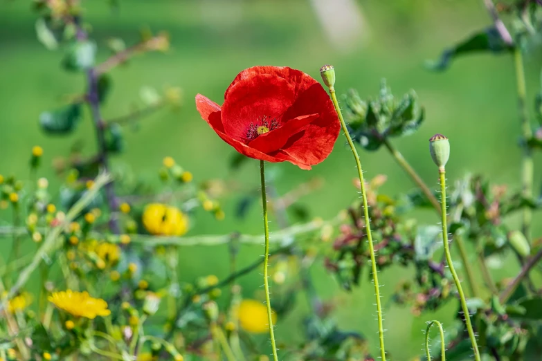 the single red poppy grows amongst the tall weeds