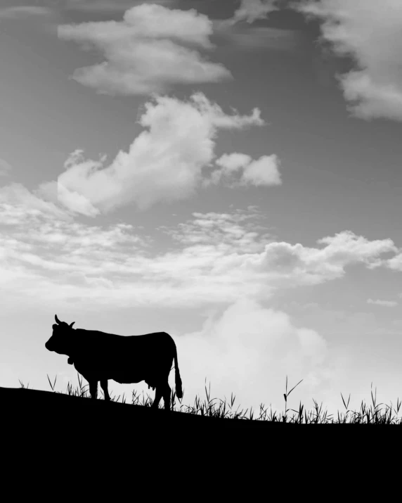 black and white pograph of a cow standing in the field