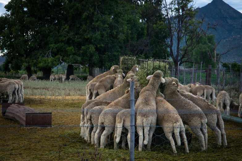 sheep eating in a field by a fence