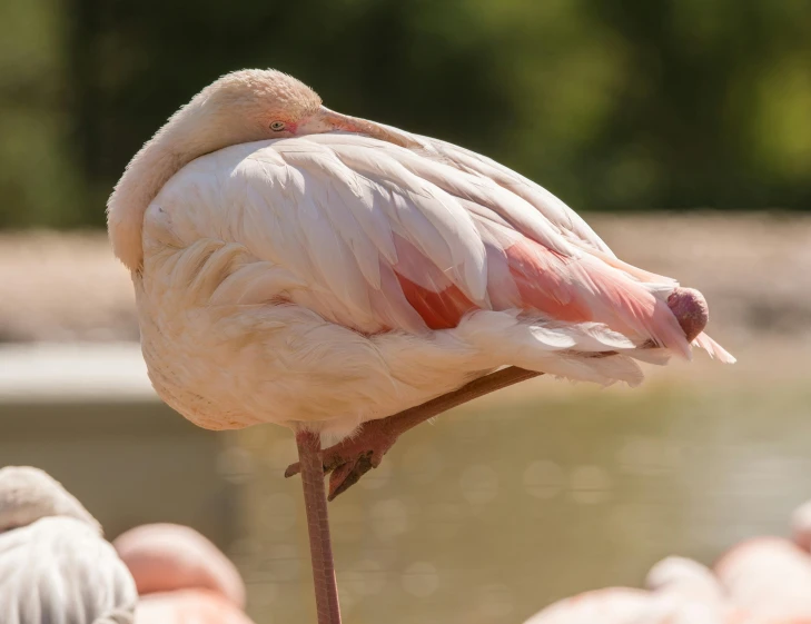 a white bird with a long neck sitting on the back of a flock