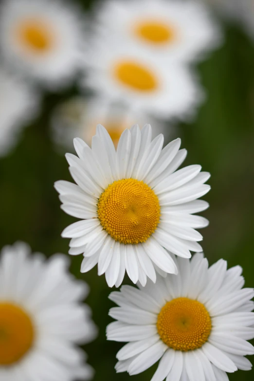 closeup of several white daisy's in bloom with their petals spread out