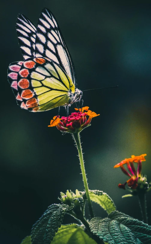 two erflies perched on top of some orange flowers