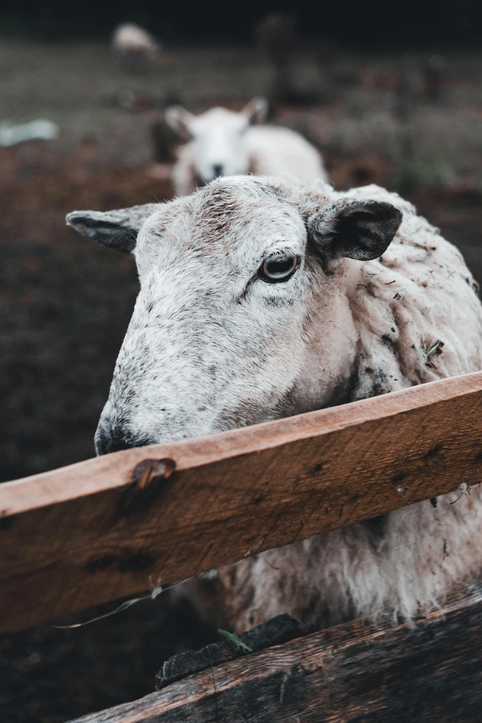 a sheep is shown looking over the fence