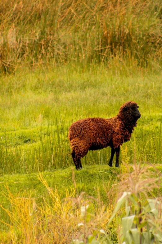 two brown sheep in the middle of a grassy field