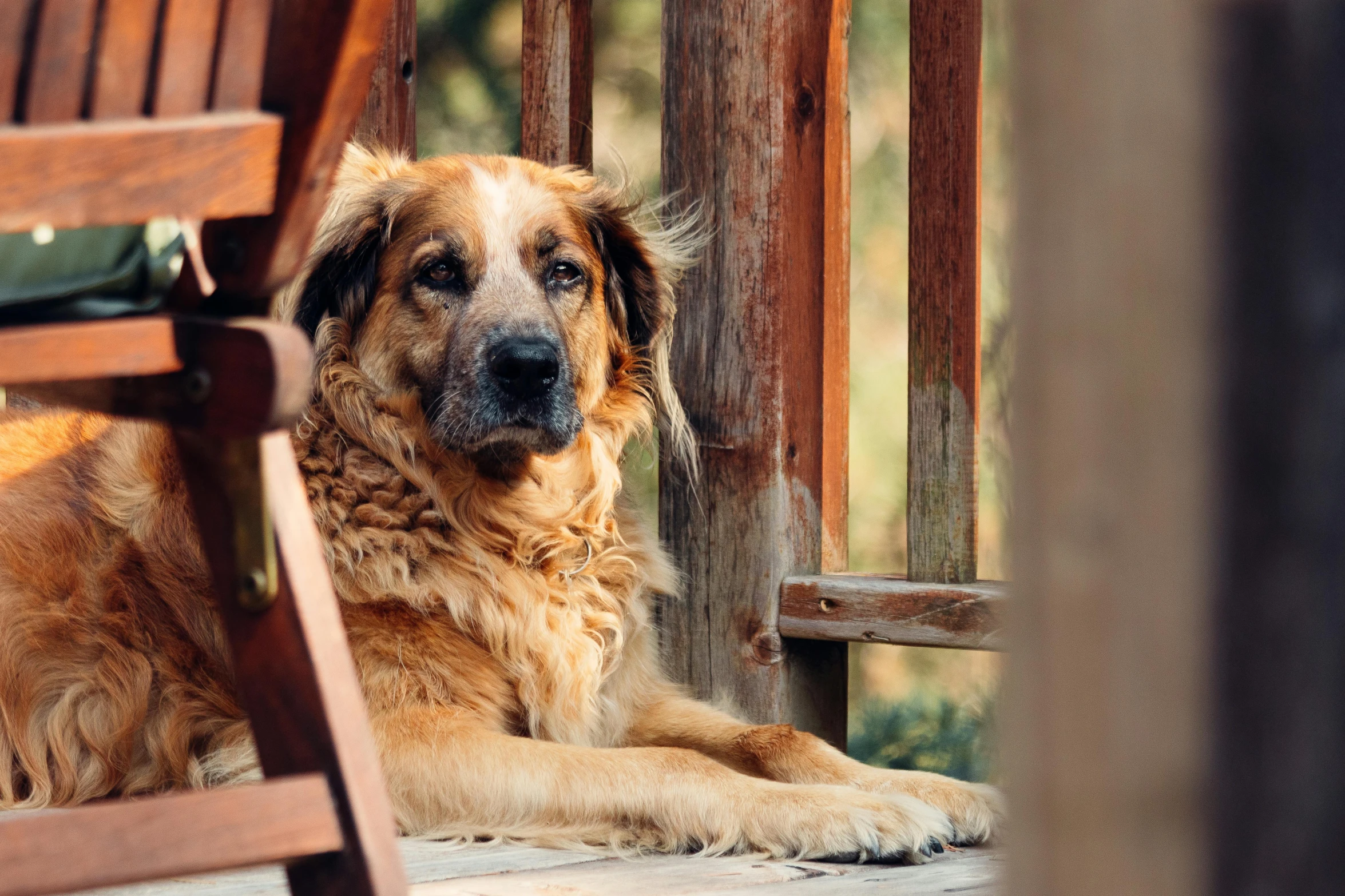 the dog is lying down outside on the porch