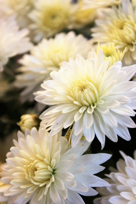 the white flowers on display are almost blooming