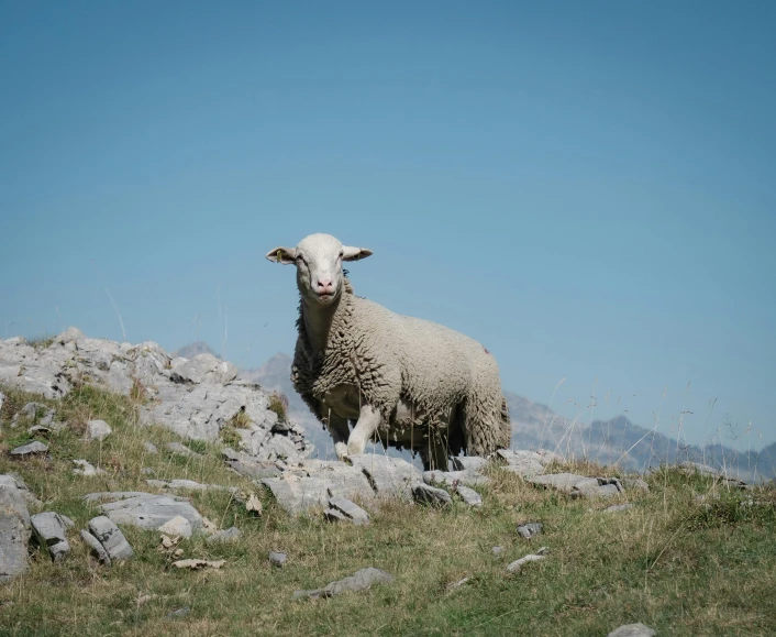 there is a sheep standing on a mountain with rocks