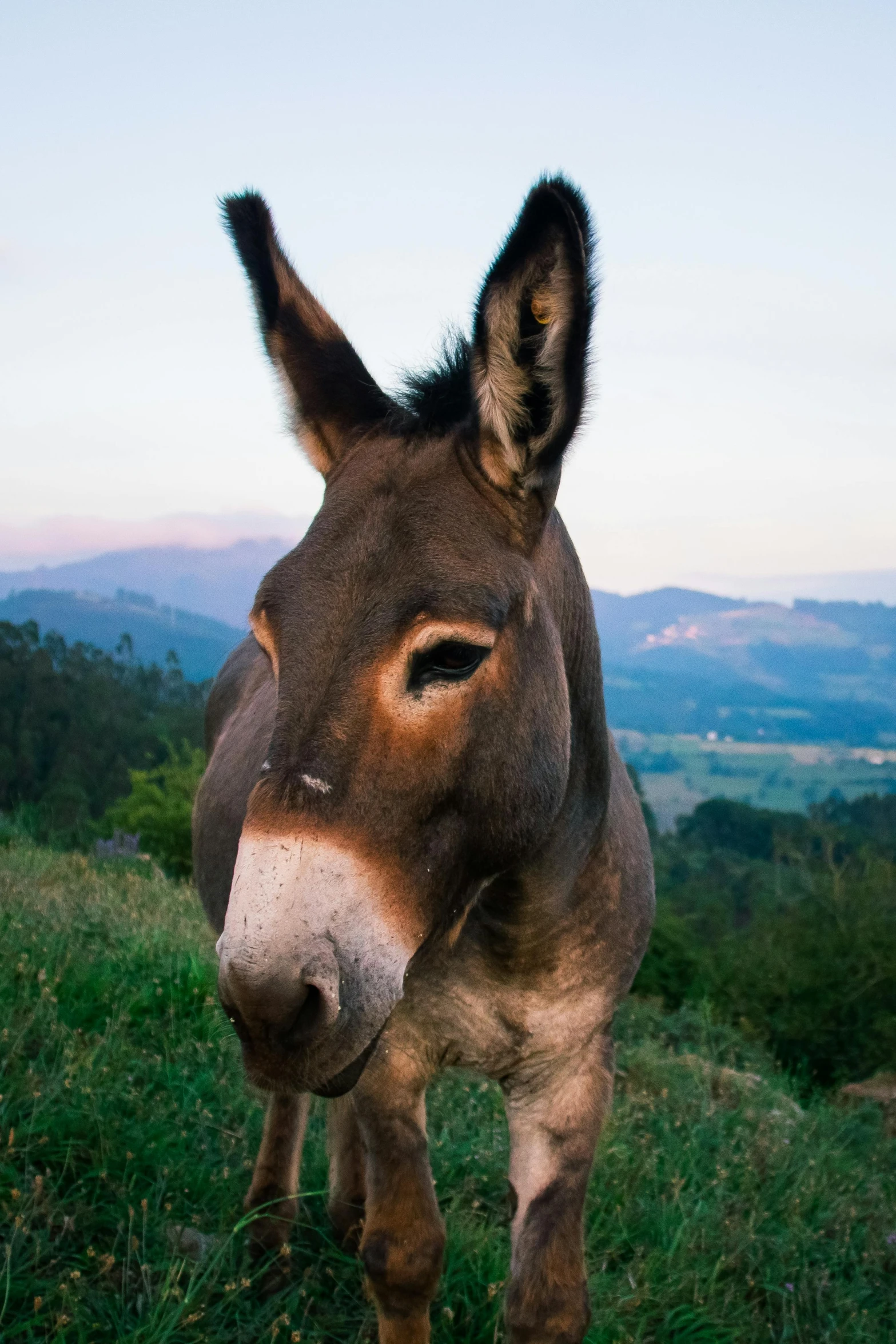 the head of a donkey on top of a hill